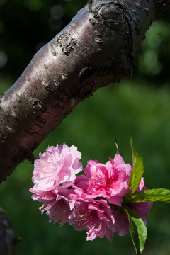 桃花 粉红色