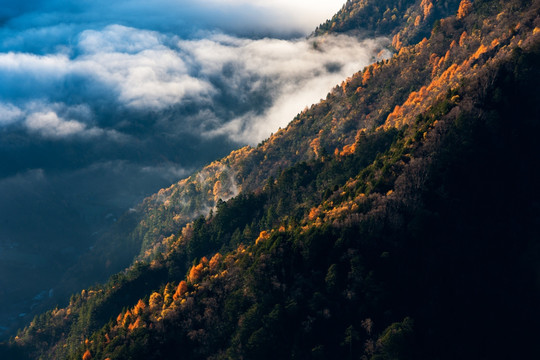 云 山 森林