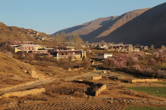 野杏花盛开的藏族山村