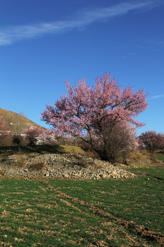 野杏花盛开的田野