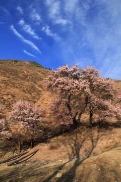 山坡上的野杏花