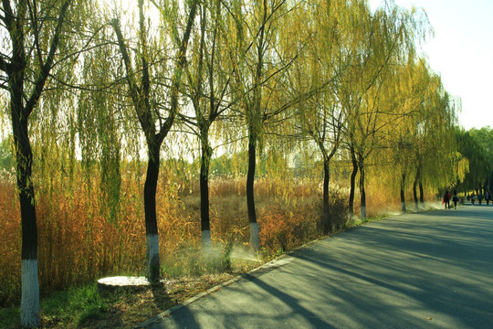 秋景 秋天  秋色   秋树