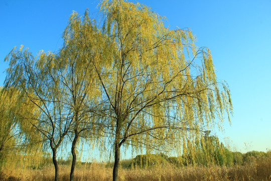 秋景 秋天  秋色   秋树