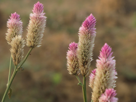 青葙子 野鸡冠花