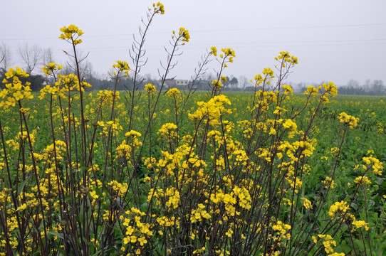 油菜花