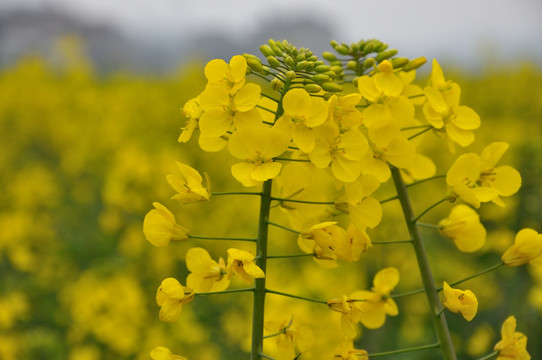 油菜花