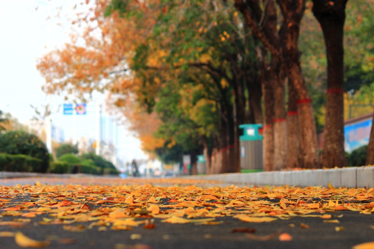 秋天的街景