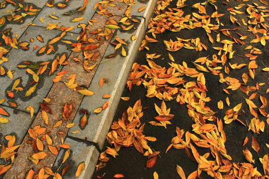 秋天的街景