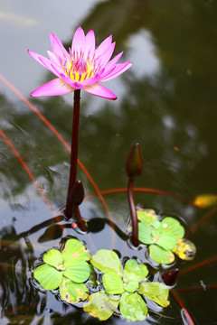 蓮花
