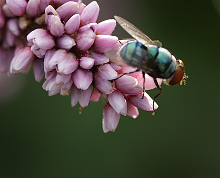 蜜蜂 采蜜