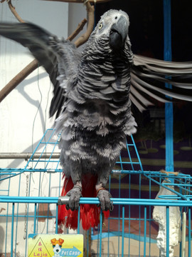 非洲鹦鹉 灰鹦鹉 宠物鸟 鸟类