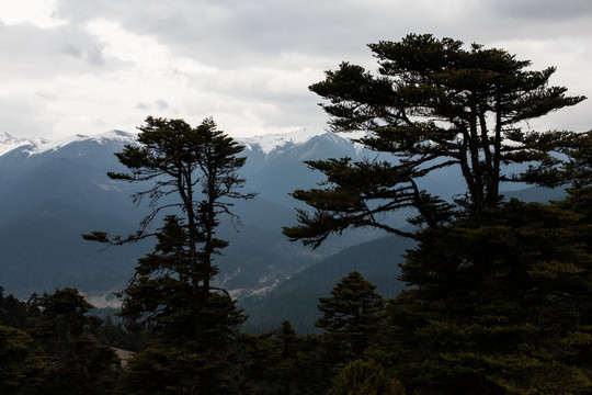 色季拉山口 松树