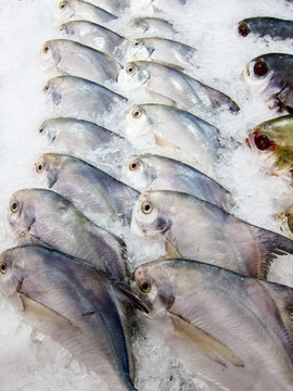 冰柜里的海鲜鱼类