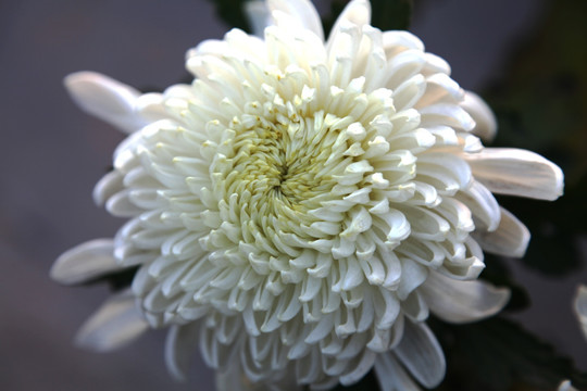 菊展上的白菊花