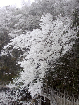 霜冻的树