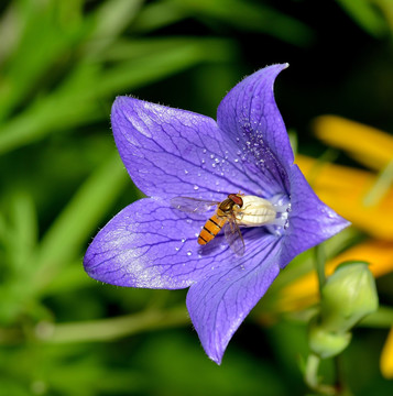 桔梗花与食蚜蝇