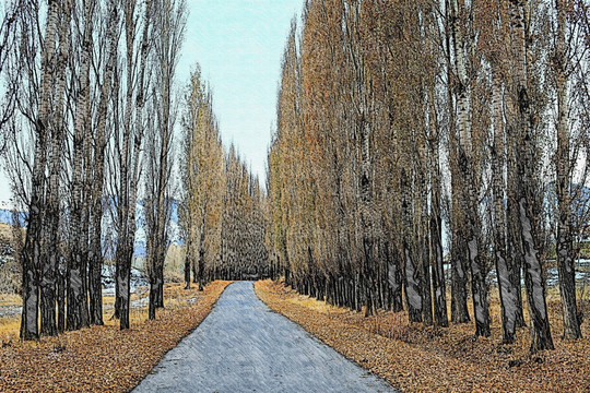 素描 樹林