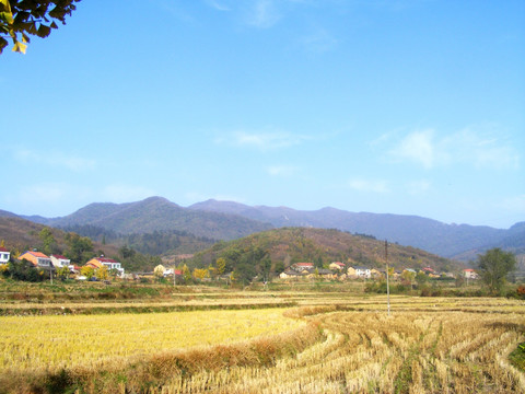 收割后的田野