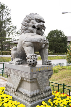 北京大学 石狮子