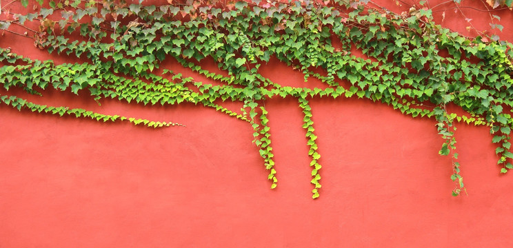 红墙 绿色植被（爬山虎）