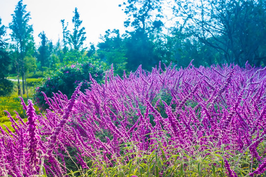 花草