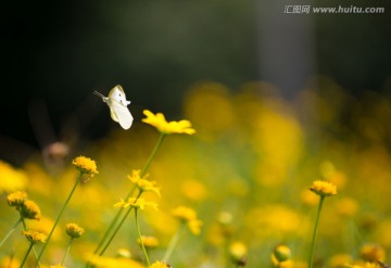 蝴蝶和花