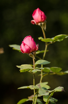 月季花蕾