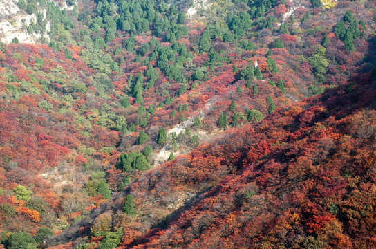 石门坊红叶