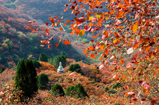 石门坊红叶