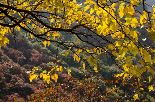 石门坊红叶