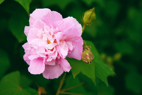 木芙蓉