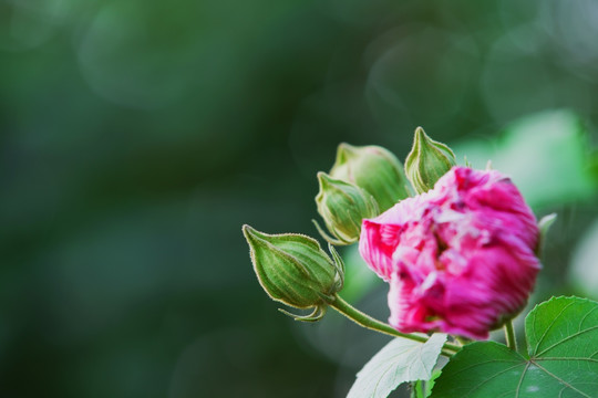 木芙蓉