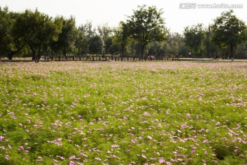 格桑花