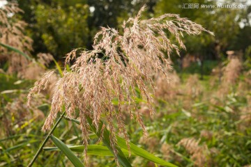 芦苇 芦苇花