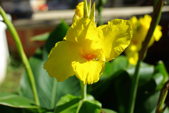 一朵百合花