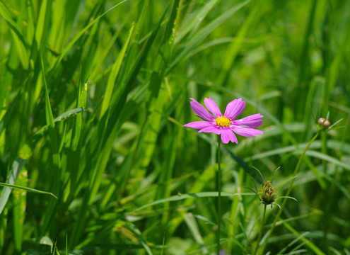 波斯菊