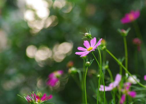 波斯菊