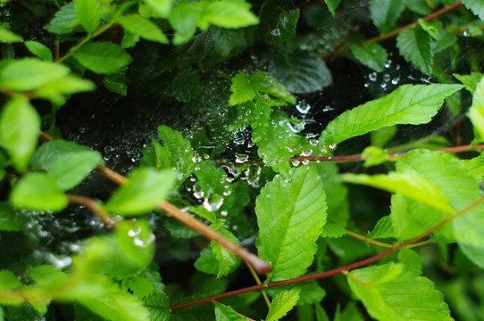 雨后的植物