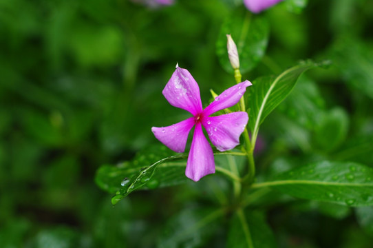 雨后的鲜花