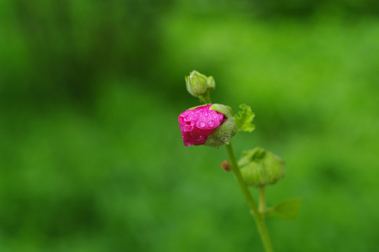 雨后的小花