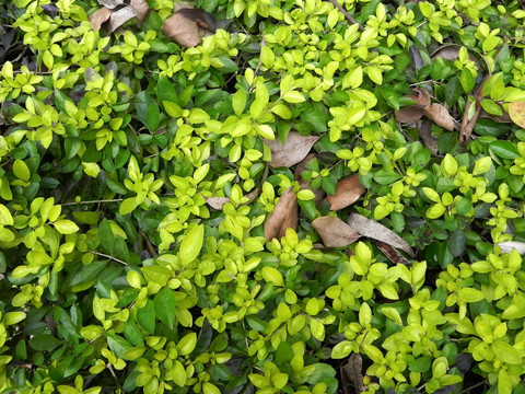 植物摄影