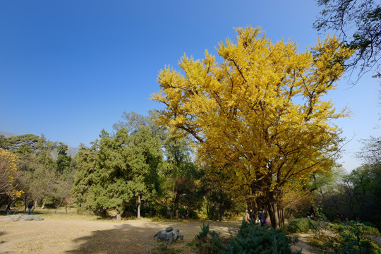 北京香山秋色