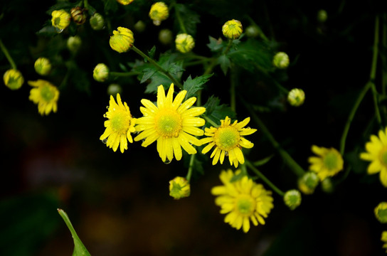 菊花 唯美小黄菊