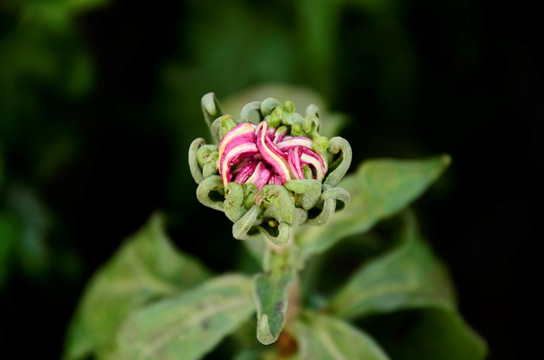 粉色菊花苞