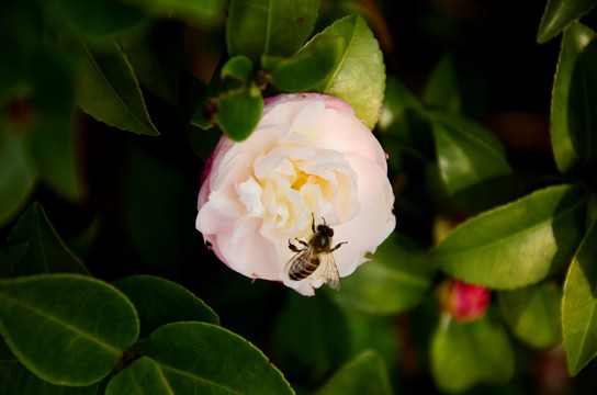 茶花上采蜜的蜜蜂