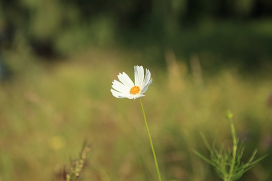 美丽格桑花