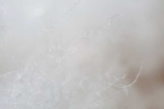 羽絨