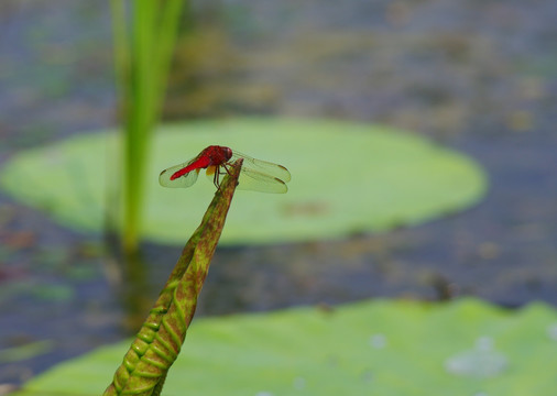 蜻蜓