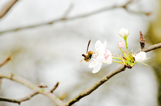 梨花