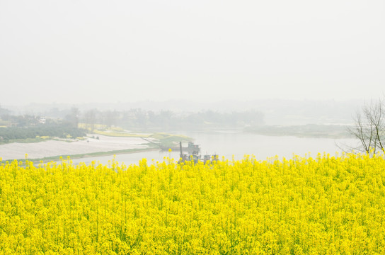 油菜花